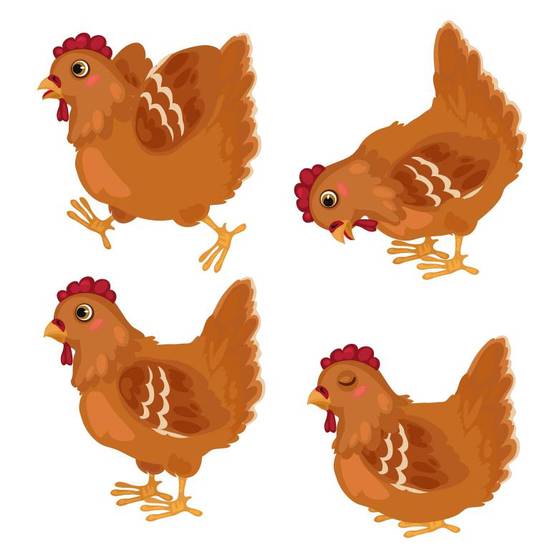 属鸡人干什么一碰就发财(揭秘属鸡人的财运秘诀)