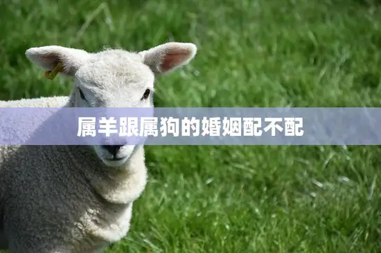 属羊跟属狗的婚姻配不配(星座专家揭秘真相)