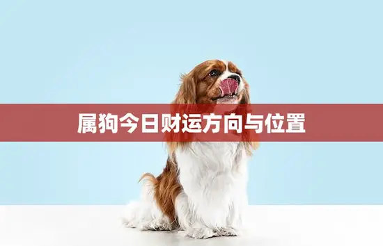 属狗今日财运方向与位置(如何提升财运)