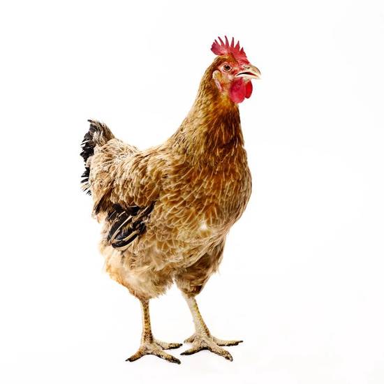 93年属鸡的姻缘在那年(幸福的缘起)