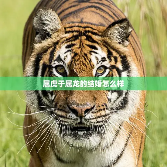 属虎于属龙的结婚怎么样(幸福的秘诀)