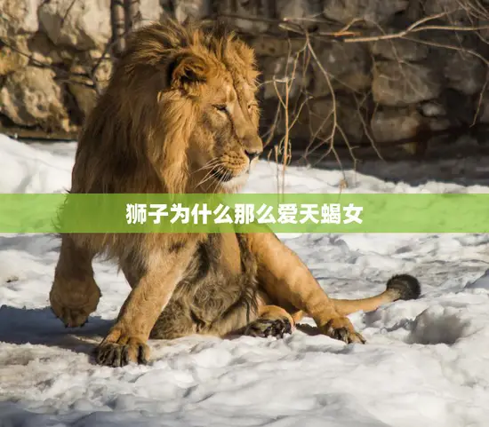 狮子为什么那么爱天蝎女(探究星座之间的奇妙吸引力)