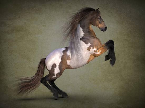 生肖马今日财运图