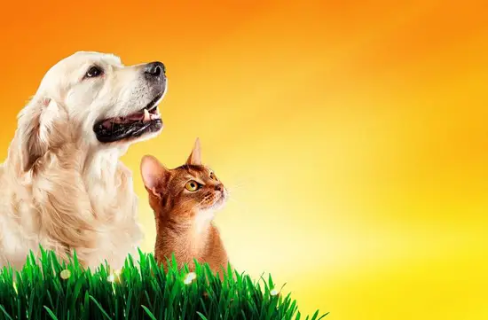 1982属狗人一生财运(如何开启财富之门)