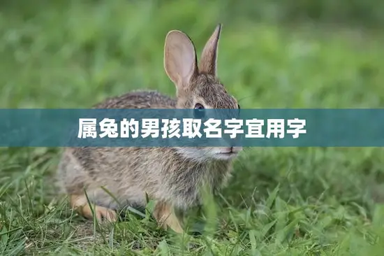 属兔的男孩取名字宜用字(如何为你的宝宝取一个好名字)