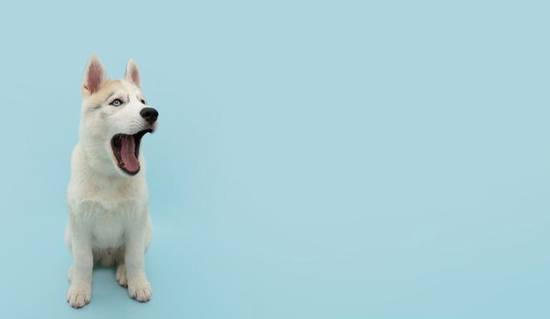 属狗的天蝎座男生性格特点(深情且独立善于掌控局面)