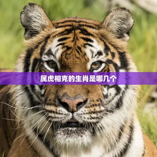 属虎相克的生肖是哪几个(了解一下哪些生肖和虎不和)