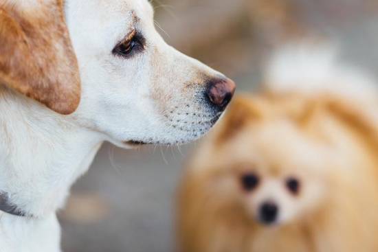 狗今年多大年龄了2023(如何计算狗的年龄)