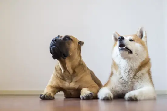 属狗的最忌讳哪个月出生(狗年犯太岁这个月份要特别小心)