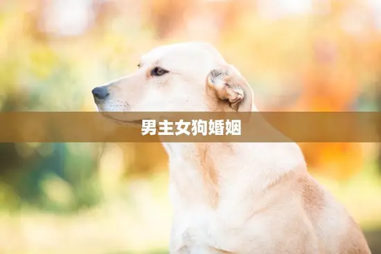 男主女狗婚姻(合适还是不合适)