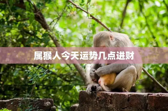 属猴人今天运势几点进财(财运亨通好事连连)