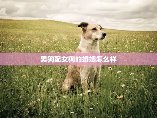 男狗配女狗的婚姻怎么样(狗狗的爱情也需要尊重和理解)