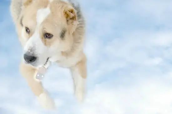 属狗的人适合做什么行业(职场发展指南)