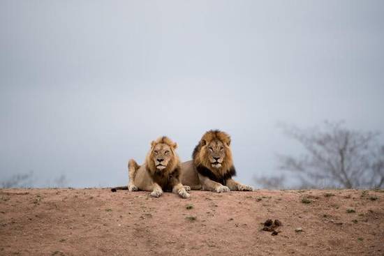 狮子座女和什么星座最般配(完美匹配的星座)