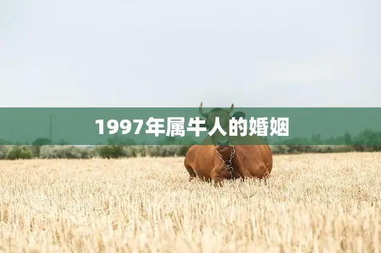 1997年属牛人的婚姻(幸福婚姻的秘诀)