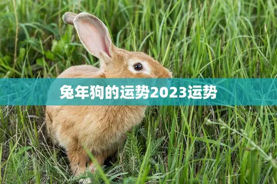 兔年狗的运势2023运势(幸运之年财运亨通)