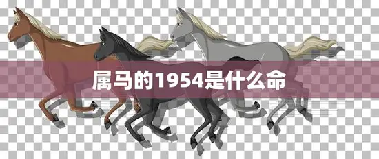 属马的1954是什么命(1954年出生的马命人运势如何)