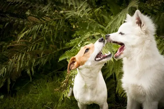 94年属狗的财运怎么样(解析财富运势大揭秘)