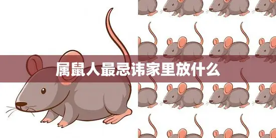 属鼠人最忌讳家里放什么(如何避免招惹财神爷)