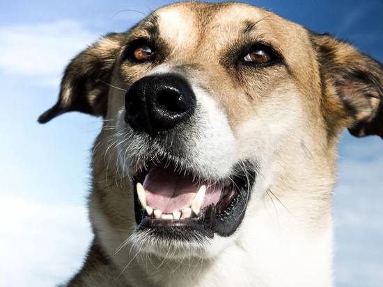 属狗人五月运势(幸运之星照耀财运亨通)