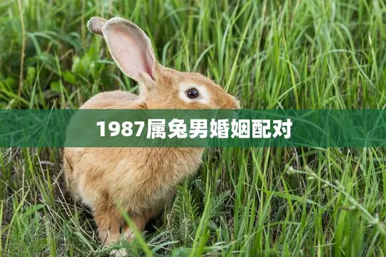 1987属兔男婚姻配对(如何选择最佳伴侣)