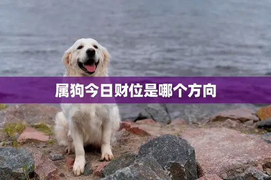 属狗今日财位是哪个方向(财运旺盛财源滚滚来)