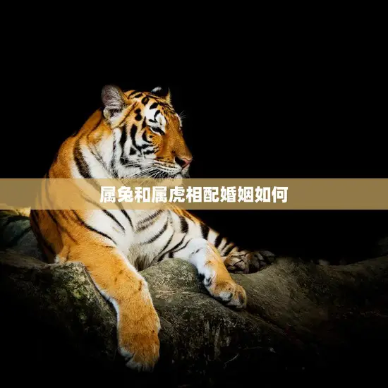 属兔和属虎相配婚姻如何(幸福的秘诀)