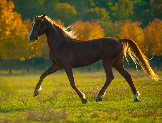 女属马的最佳婚配有哪些(寻找马年女性的完美伴侣)