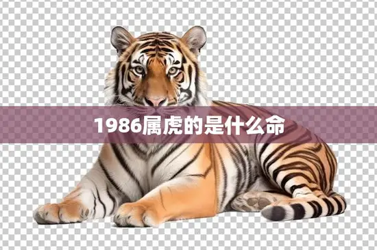 1986属虎的是什么命(解析命运多变如何应对)