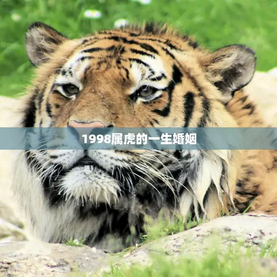 1998属虎的一生婚姻(幸福婚姻的秘诀)
