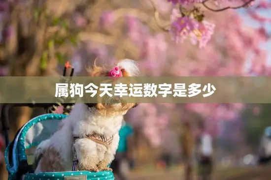 属狗今天幸运数字是多少(揭秘狗年人的幸运数字)