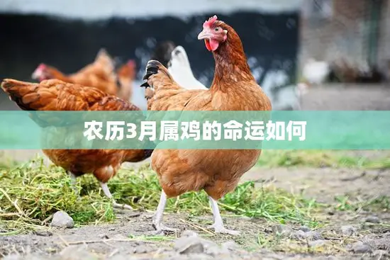 农历3月属鸡的命运如何(解析财运旺盛事业顺利)