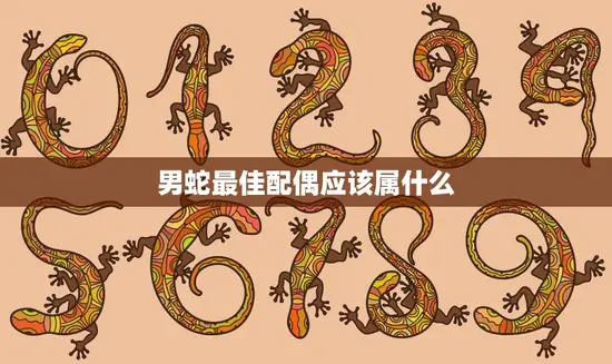 男蛇最佳配偶应该属什么(如何选择最适合的伴侣)