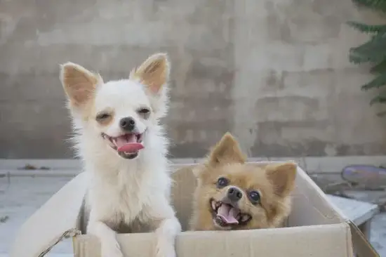 生肖戌狗正确发音示意图