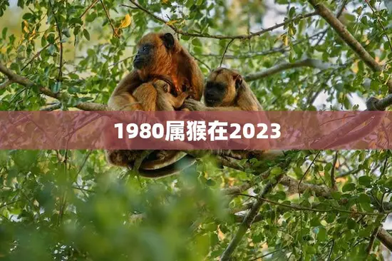1980属猴在2023(猴年大吉属猴人事业财运双丰收)