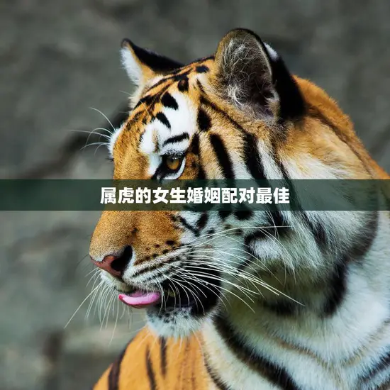 属虎的女生婚姻配对最佳(如何选择最适合的伴侣)