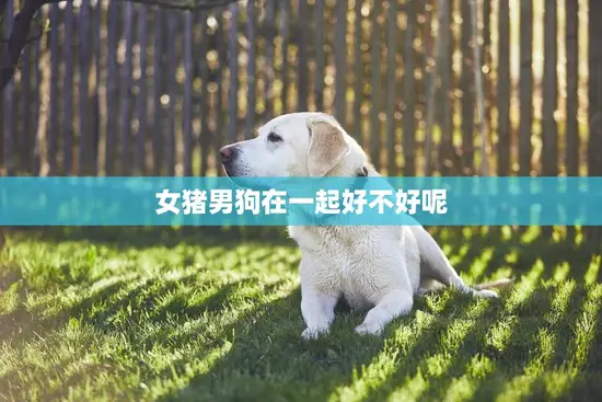 女猪男狗在一起好不好呢(探讨星座学派的看法)