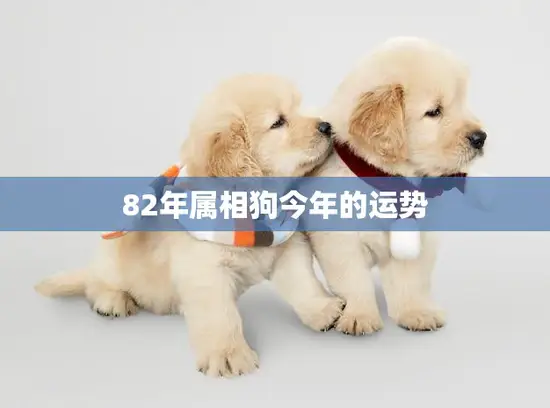82年属相狗今年的运势(狗年旺运来财运事业皆有成)