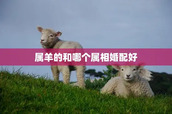 属羊的和哪个属相婚配好(最佳婚配指南)