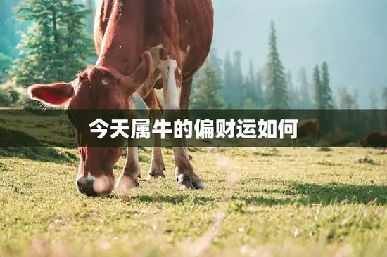 今天属牛的偏财运如何(财富运势解析)