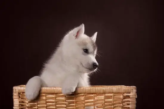 女猪男狗在一起好不好呀(探讨星座是否影响爱情)