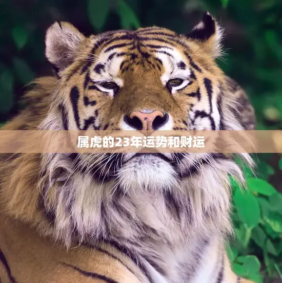 属虎的23年运势和财运(如何把握机遇实现财富自由)