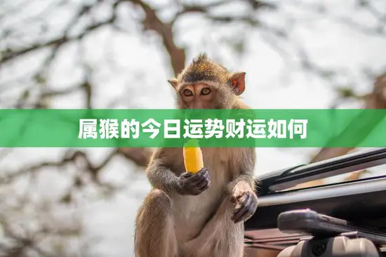 属猴的今日运势财运如何(财运亨通财源滚滚来)