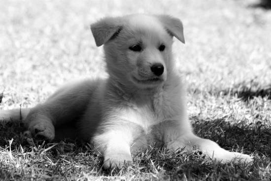 属狗5月运势2023(财运亨通事业顺利感情甜蜜)