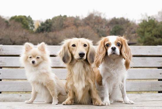 1982年属狗八字算命(如何预测未来命运)