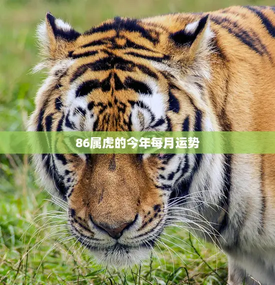 86属虎的今年每月运势(吉凶参半需谨慎应对)