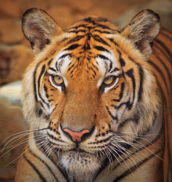 1986年的虎婚姻运势(顺风顺水幸福)