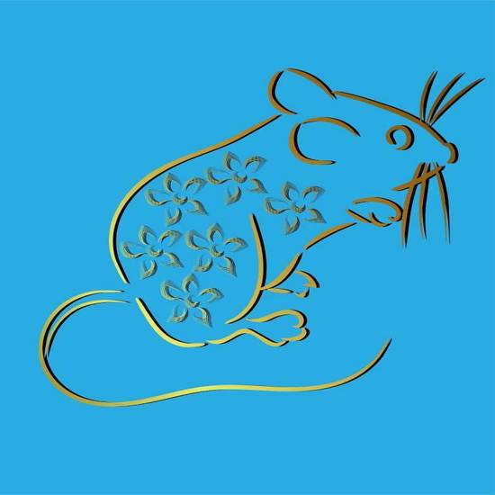 属鼠的过了38岁就顺了(解密真相还是)