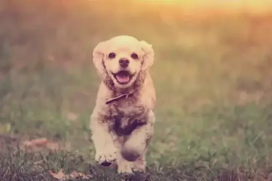 生肖狗财富管理