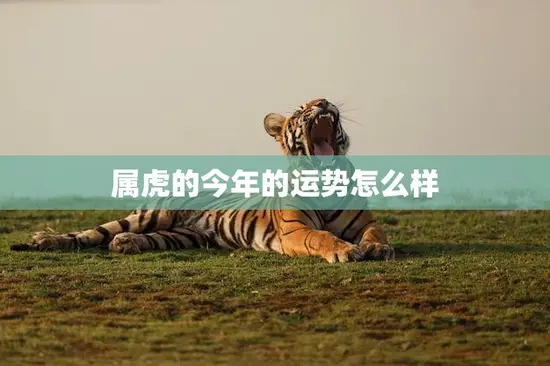 属虎的今年的运势怎么样(2023年属虎人的运势大揭秘)